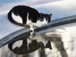 Cat reflected